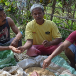 Small organic farmers of San Roque Farmers’ Association (SRFA) in Aloguinsan, Cebu show their stock of different rice seeds. They breed their own rice lines and make bio-pesticides and fertilizers from indigenous materials found in their immediate environment.