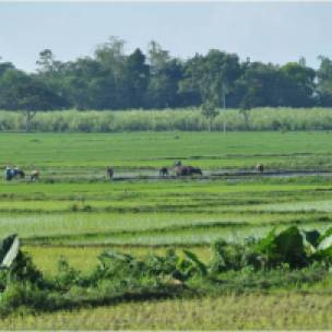 Small farmers practice bayanihan (collective farming) in organic rice across the country. Shown in this picture is an organic rice farm in Bgy. Orong, in Kabankalan town, Negros Occidental which used to be part of the 50-hectare Hacienda Galang.
