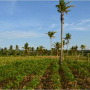 This organic farm in Aloguinsan, Cebu is inter-cropped with white corn, cassava and coconut trees.