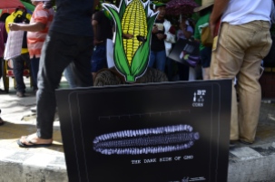 GM Corn is the first GMO crop commercialized for propagation in Philippine farms. No post release impact evaluation was ever done to verify its safety which the Supreme Court considered as gross negligence by the government agencies tasked to regulate GMOs in the country.